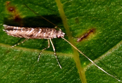 Neurobathra strigifinitella
