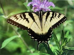 Papilio glaucus