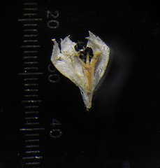 Eriocaulon stellulatum