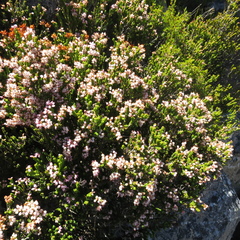 Erica petraea