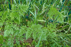 Chaerophyllum aureum