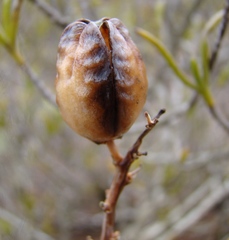 Tulista pumila