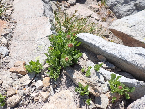 Rhodiola neomexicana Britton 2