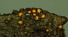 Scutellinia setosa