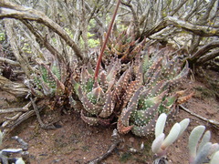 Tulista pumila