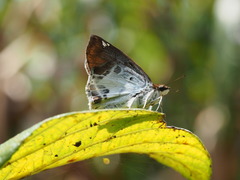 Odontoptilum angulata