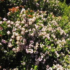 Erica petraea