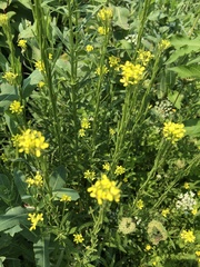 Erysimum hieraciifolium