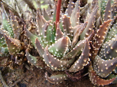 Tulista pumila
