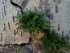 Asplenium ruta-muraria ruta-muraria
