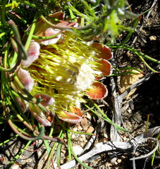 Protea montana