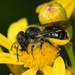 Georgia Mason Bee - Photo (c) Royal Tyler, some rights reserved (CC BY-NC-SA), uploaded by Royal Tyler