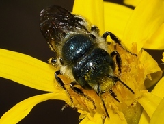 Osmia georgica