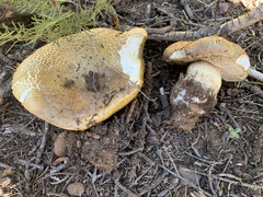 Boletus rex-veris