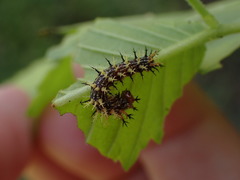 Polygonia interrogationis