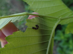 Polygonia interrogationis