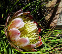 Protea montana
