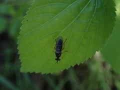 Diptera
