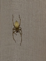 Cheiracanthium mildei