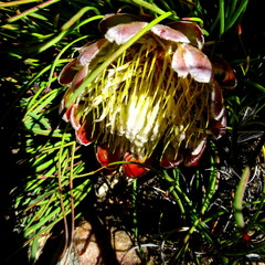 Protea montana