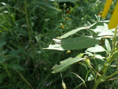 Sciapodinae