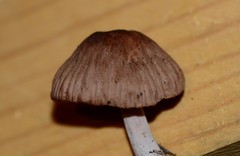 Gymnopus dysodes