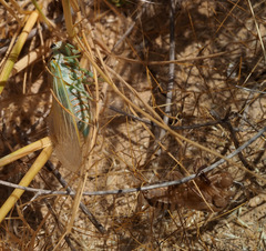 Cicadatra querula