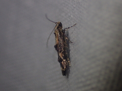 Blastodacna
