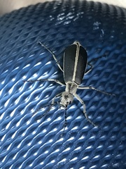 Epicauta cinerea-group