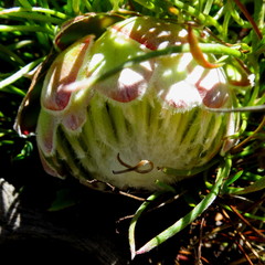 Protea montana