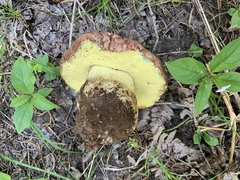 Butyriboletus primiregius