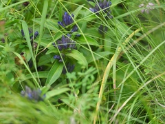 Gentiana cruciata cruciata