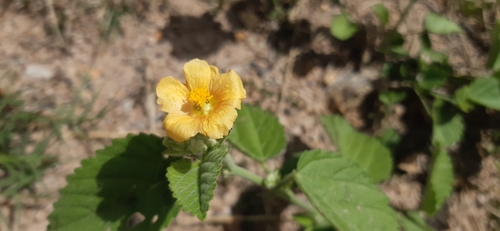 Sida cordifolia iNat (1)