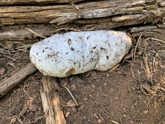 Spongiporus leucospongia
