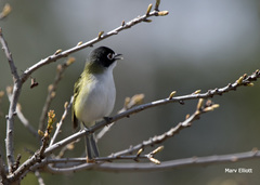 Vireo atricapilla