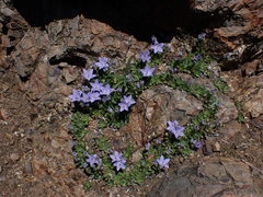 Campanula piperi