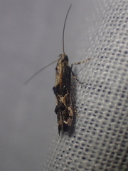 Blastodacna