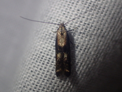 Blastodacna
