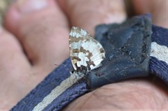 Uranothauma falkensteinii