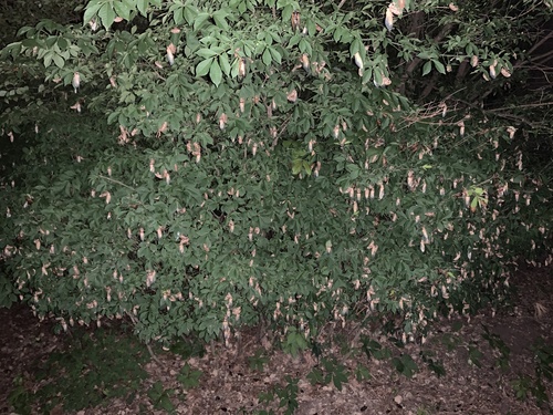 Euonymus alatus iNat (3)