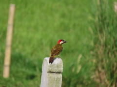 Colaptes punctigula striatigularis