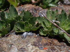 Campanula piperi