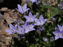 Campanula piperi