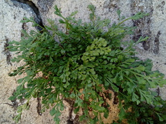 Asplenium ruta-muraria ruta-muraria