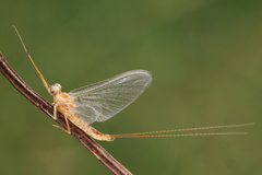 Ephemeroptera