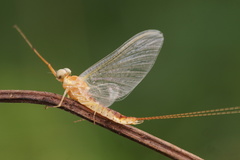 Ephemeroptera