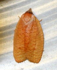 Sparganothis demissana