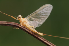 Ephemeroptera