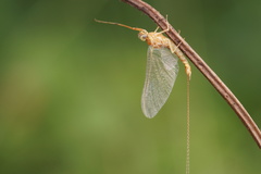 Ephemeroptera