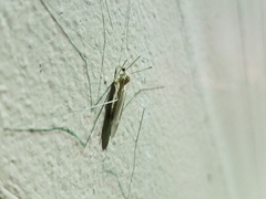 Tipulomorpha